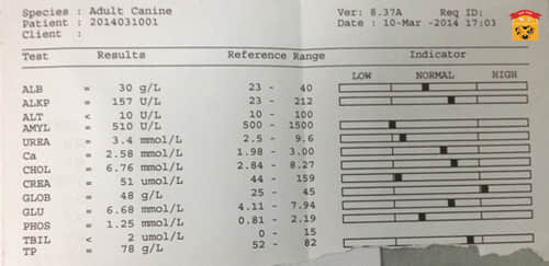 一例犬食道异物的病例报告 一例犬食道异物的病例报告