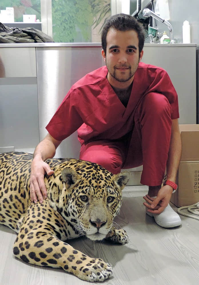 西班牙兽医给美洲豹做剖腹产手术救出幼崽