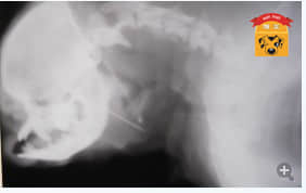 一例犬食道异物的病例报告 一例犬食道异物的病例报告