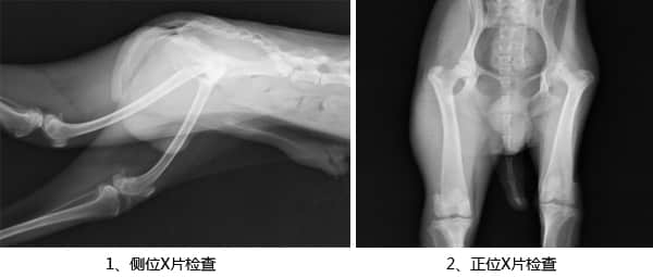 贵妇犬累-卡-佩氏病的诊断与治疗 贵妇犬累-卡-佩氏病的诊断与治疗