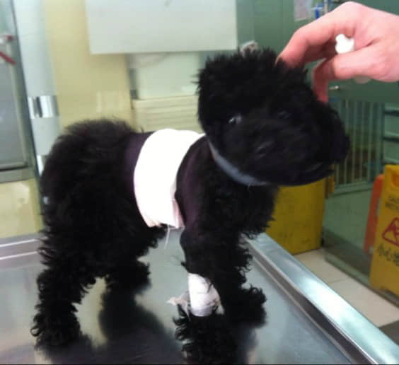 3个月贵宾犬胸腔段食道异物的手术治疗 3个月贵宾犬胸腔段食道异物的手术治疗