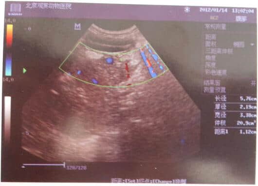 浅谈犬胰腺炎 浅谈犬胰腺炎