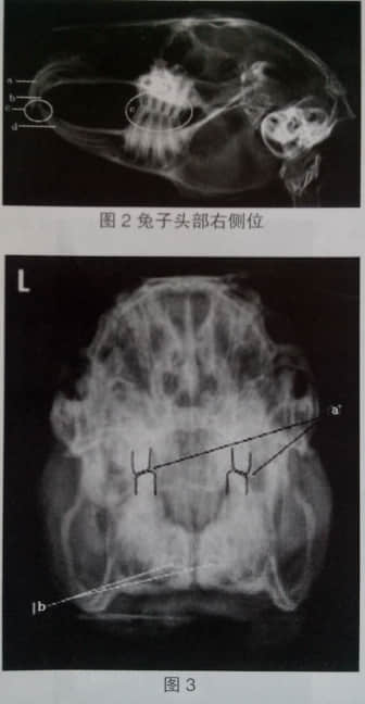 浅谈宠物兔的牙病 浅谈宠物兔的牙病