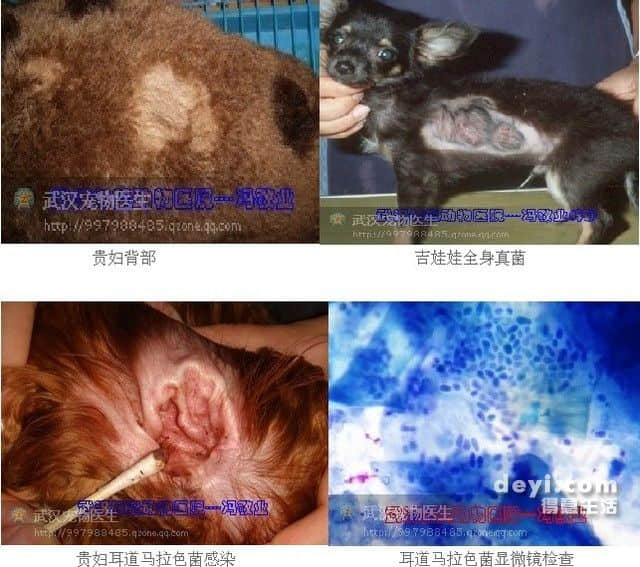 犬猫真菌性皮肤病简介及治疗 犬猫真菌性皮肤病简介及治疗