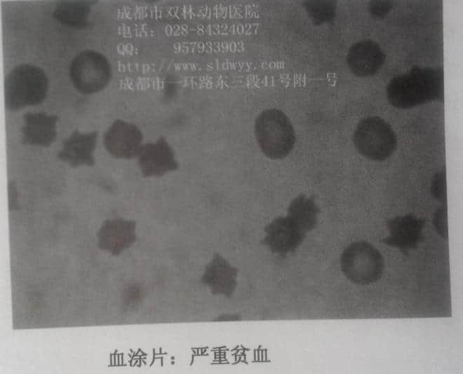 一例疑似内霉素中毒的猫病例分析 一例疑似内霉素中毒的猫病例分析