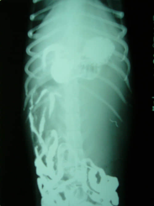 X光、B超在小动物疾病诊断中的联合应用 X光、B超在小动物疾病诊断中的联合应用