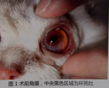 猫角膜坏死病例报告 猫角膜坏死病例报告