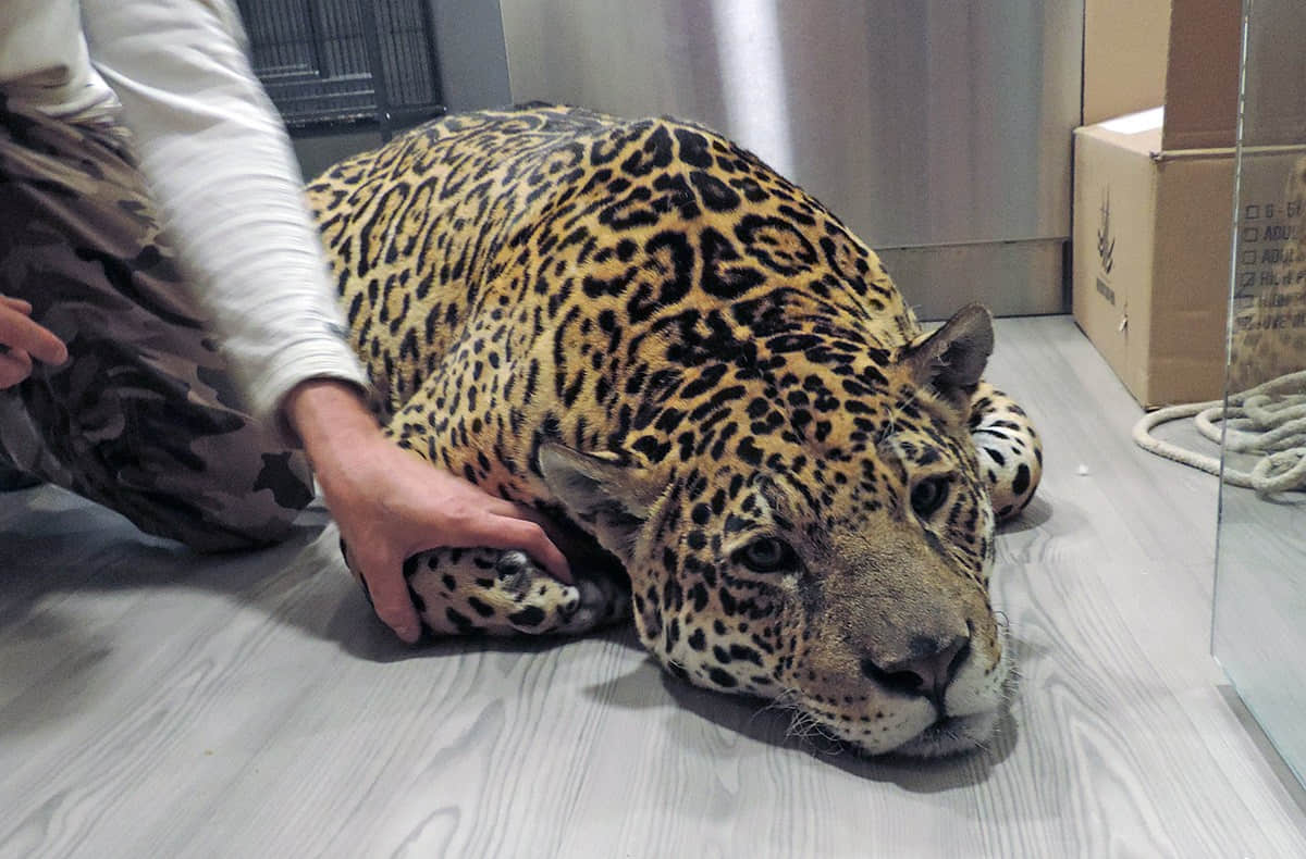 西班牙兽医给美洲豹做剖腹产手术救出幼崽