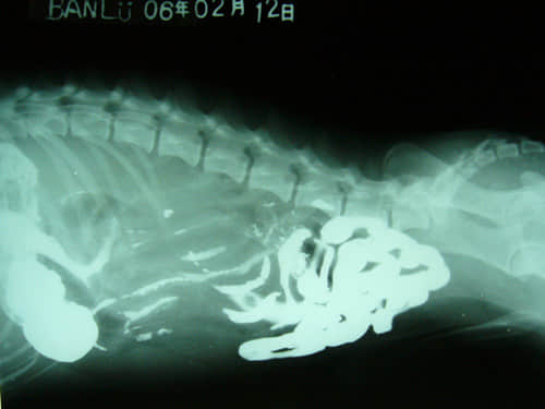 X光、B超在小动物疾病诊断中的联合应用 X光、B超在小动物疾病诊断中的联合应用