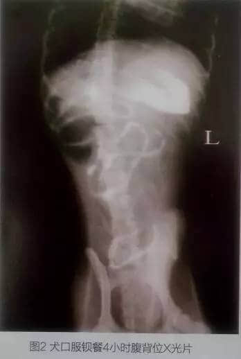 一例犬胃溃疡的内窥镜与组织病理学检查 一例犬胃溃疡的内窥镜与组织病理学检查