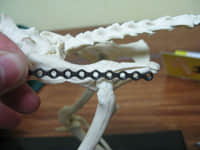 猫咪跳楼--盆骨碎裂 猫咪跳楼--盆骨碎裂