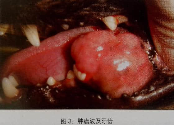 小动物拔牙术
