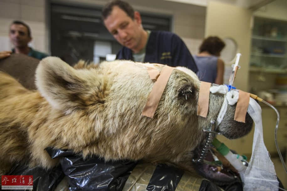 以色列动物园为棕熊做脊椎手术