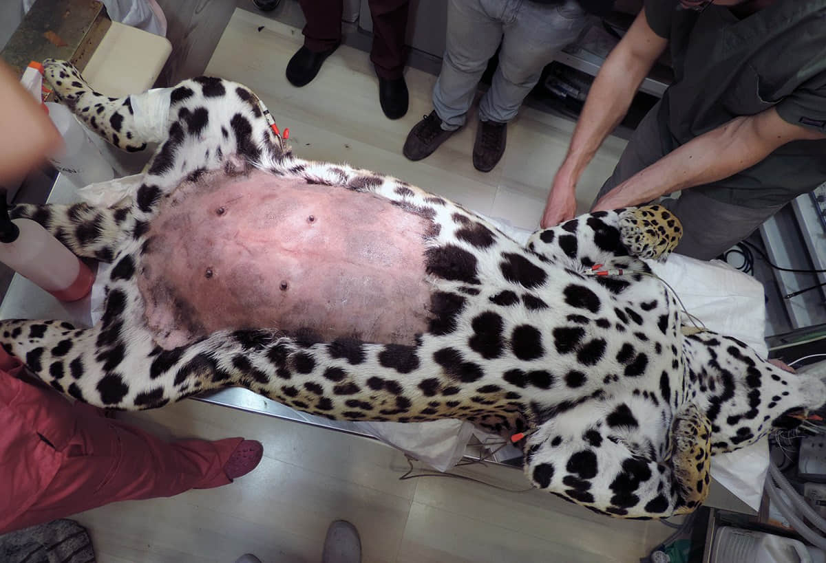 西班牙兽医给美洲豹做剖腹产手术救出幼崽