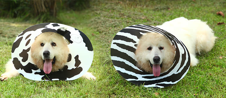 伊丽莎白圈、狗脖套、猫脖圈、宠物防抓舔咬项 伊丽莎白圈、狗脖套、猫脖圈、宠物防抓舔咬项