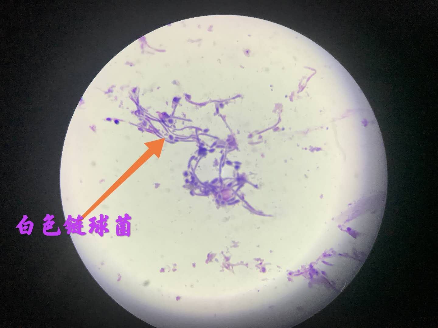 如何快速使用显微镜40倍物镜？