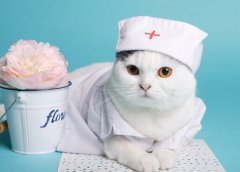 下一个蓝海：宠物医疗保健