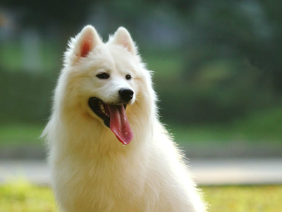 狗狗感冒的症状怎么办？吃什么药好？