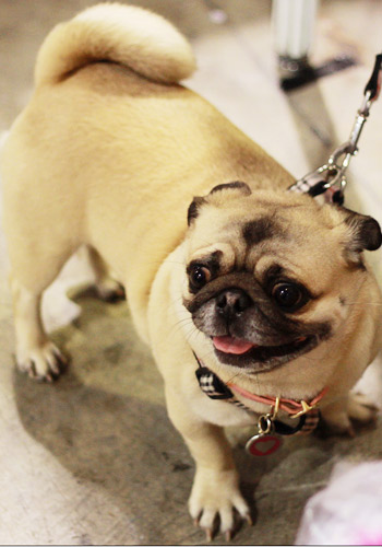 宠物食物中毒怎么办 犬巧克力中毒症