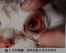 猫角膜坏死病例报告