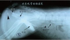 一例犬静脉尿路造影诊断输尿管异位