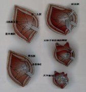 犬猫盆骨骨折手术操作及典型病例介绍