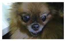 博美犬脑积水的CT诊断