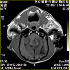 磁共振在小动物临床应用案例报道（一）