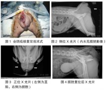 一次性修复犬双侧复杂会阴疝