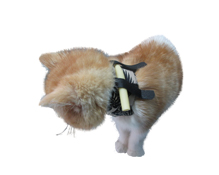 胃管固定项圈